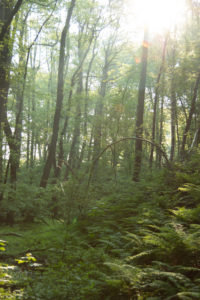 Forest, trees Forest, trees